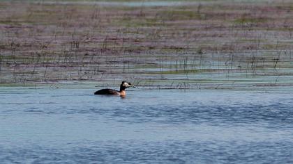 Kızılboyunlu batağan