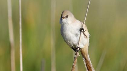 Bıyıklı baştankara