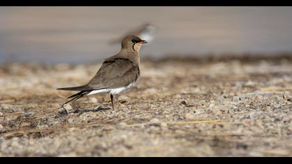 Bataklıkkırlangıcı