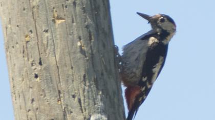 Orman alaca ağaçkakanı