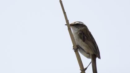 Bıyıklı kamışçın
