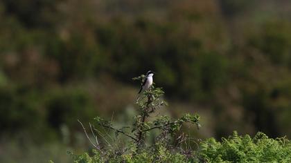Karaalınlı örümcekkuşu