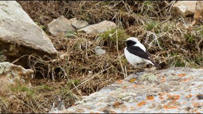 Aksırtlı kuyrukkakan