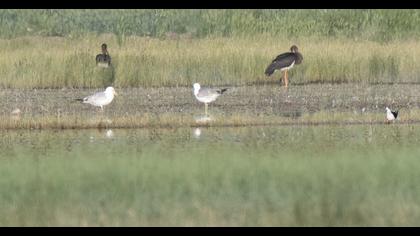Van gölü martısı