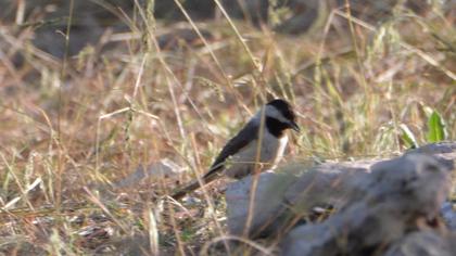 Akyanaklı baştankara