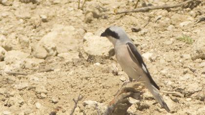 Karaalınlı örümcekkuşu