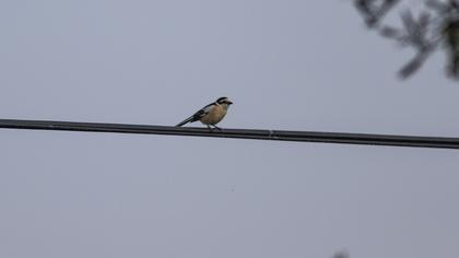 Maskeli örümcekkuşu