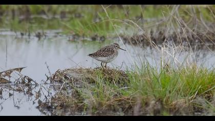 Orman düdükçünü