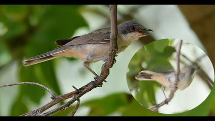 Pembegöğüslü ötleğen