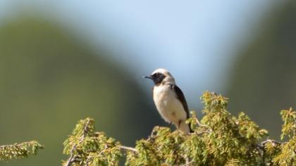 Karakulaklı kuyrukkakan