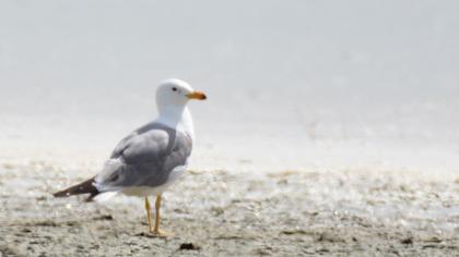 Van gölü martısı