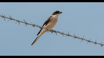 Karaalınlı örümcekkuşu
