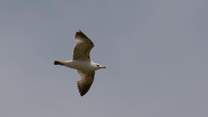 Van gölü martısı