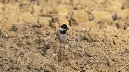 Akyanaklı baştankara