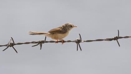 Dikkuyruklu ötleğen