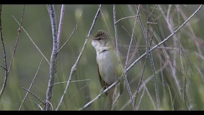 Büyük kamışçın