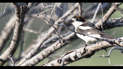 Kızılbaşlı örümcekkuşu