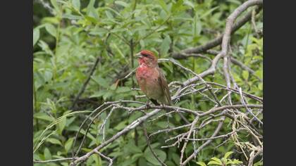 Common Rosefinch