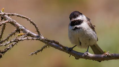 Akyanaklı baştankara