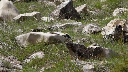 Aksırtlı kuyrukkakan
