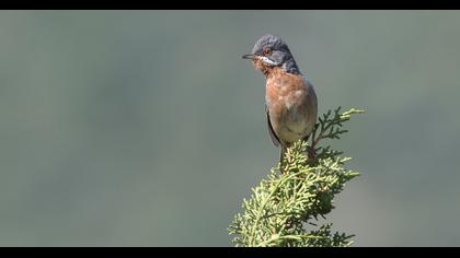 Bıyıklı ötleğen