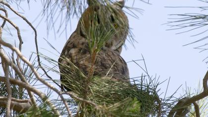 Kulaklı orman baykuşu