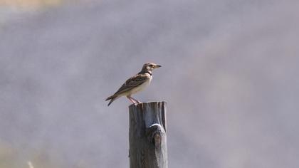 Küçük boğmaklı toygar