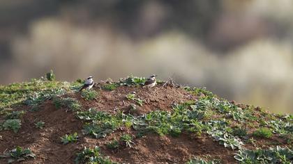 Northern Wheatear