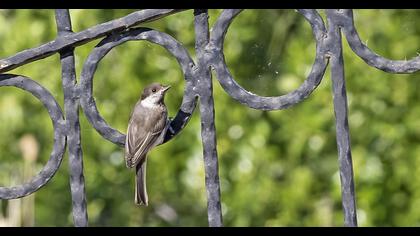 Akyanaklı baştankara