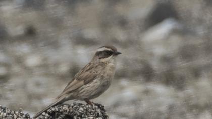 Sürmeli dağbülbülü