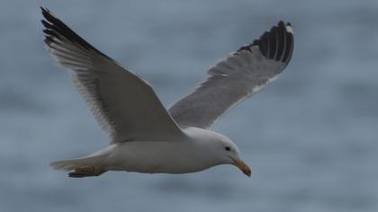 Van gölü martısı