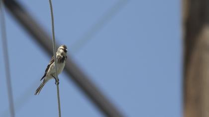 Sarıgagalı ketenkuşu