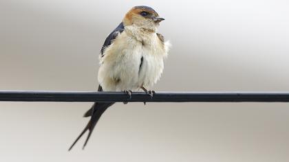 Kızıl kırlangıç