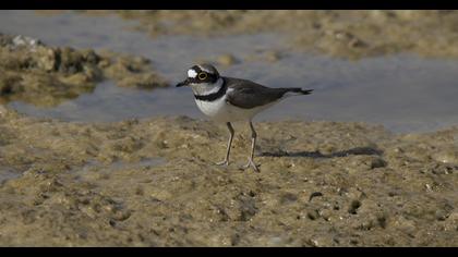 Halkalı küçük cılıbıt