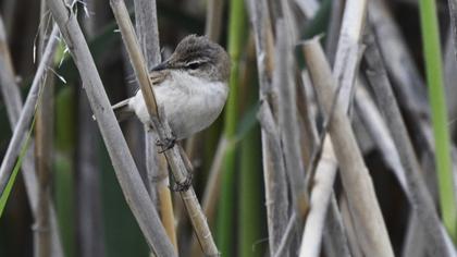Doğu kamışçını