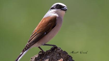 Kızılsırtlı örümcekkuşu