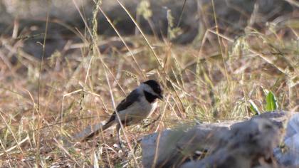 Akyanaklı baştankara