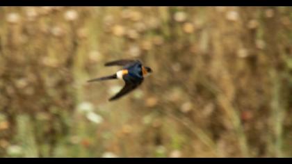 Kızıl kırlangıç