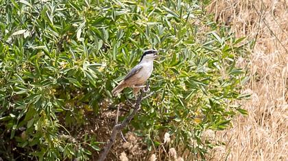 Büyük kaya sıvacısı