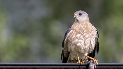 Levant Sparrowhawk