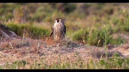 Peregrine Falcon