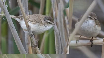 Doğu kamışçını