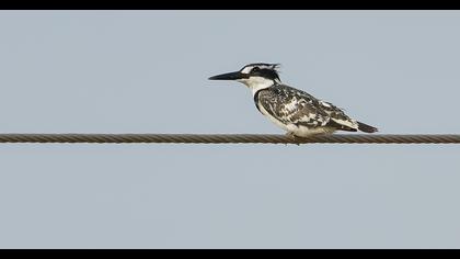 Alaca yalıçapkını
