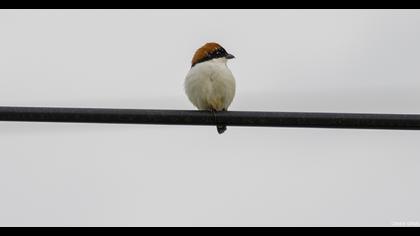 Kızılbaşlı örümcekkuşu