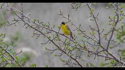 Karabaşlı kirazkuşu