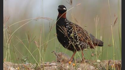 Black Francolin