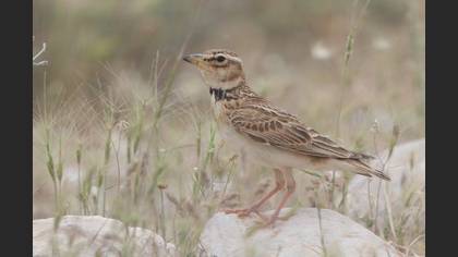 Bimaculated Lark