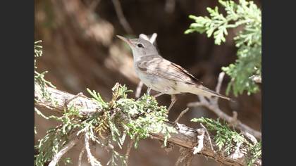 Upcher`s Warbler