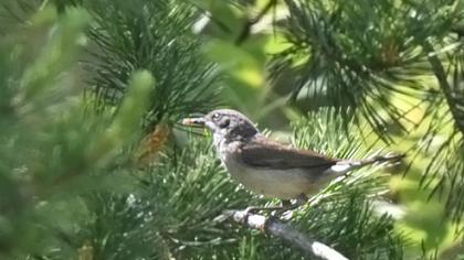 Küçük akgerdanlı ötleğen