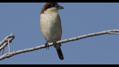 Kızılbaşlı örümcekkuşu